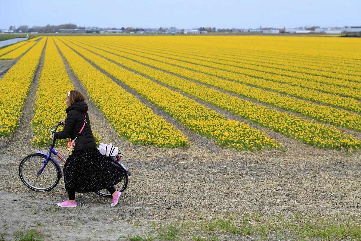 A tourist pushes her bicycle after taking pictures in a flower bulb field in Lisse, Netherlands, Wednesday, March 27, 2019. Dutch farmers have a message for tourists: Please don't tiptoe through out tulips, saying the visitors are welcome but increasingly are walking into fields, damaging flowers and the bulbs. AP/PTI
