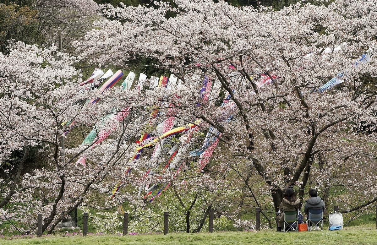 Yokohama: Visitors view the blooming cherry blossoms and colorful carp streamers fluttering in the air at Kodomonokuni, or Children's Land, in Yokohama near Tokyo Friday, April 12, 2019. AP/PTI