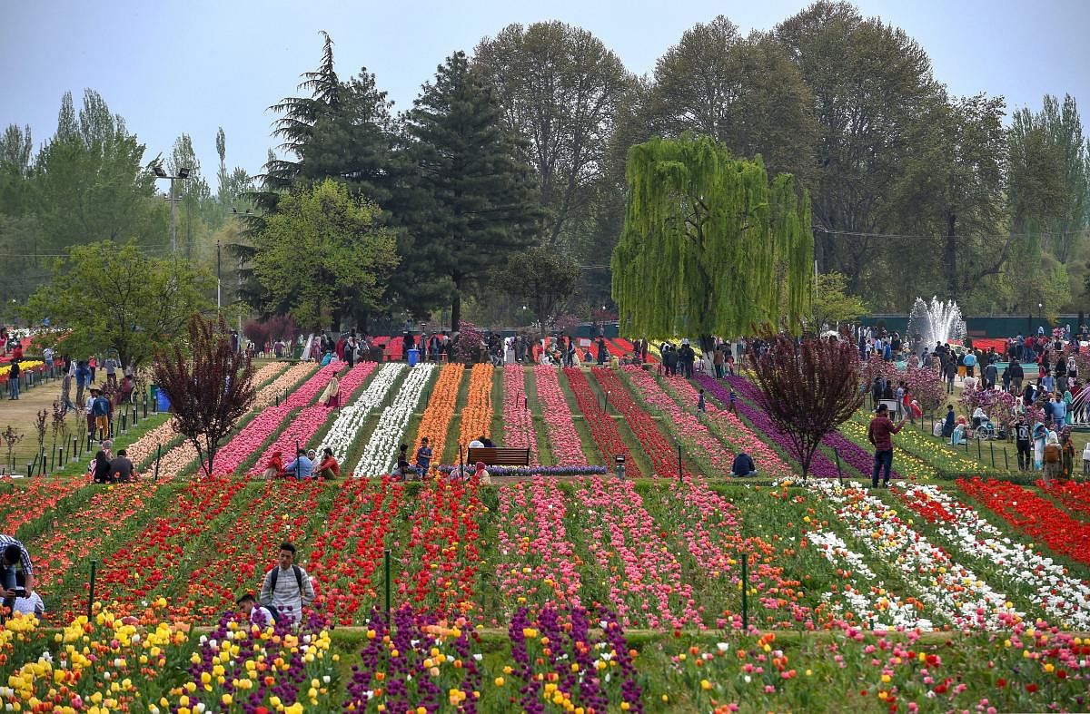 Srinagar: A view of the Tulip flowers in full bloom at Asia's largest tulip garden on the foothills of Zabarwan range overlooking world famous Dal Lake, in Srinagar, Friday, April 12, 2019. PTI