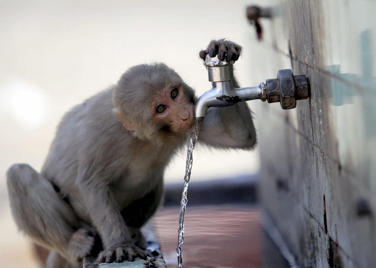 A monkey drinks water from a tap on a hot, summer day, in Jammu, Monday, April 15, 2019. PTI