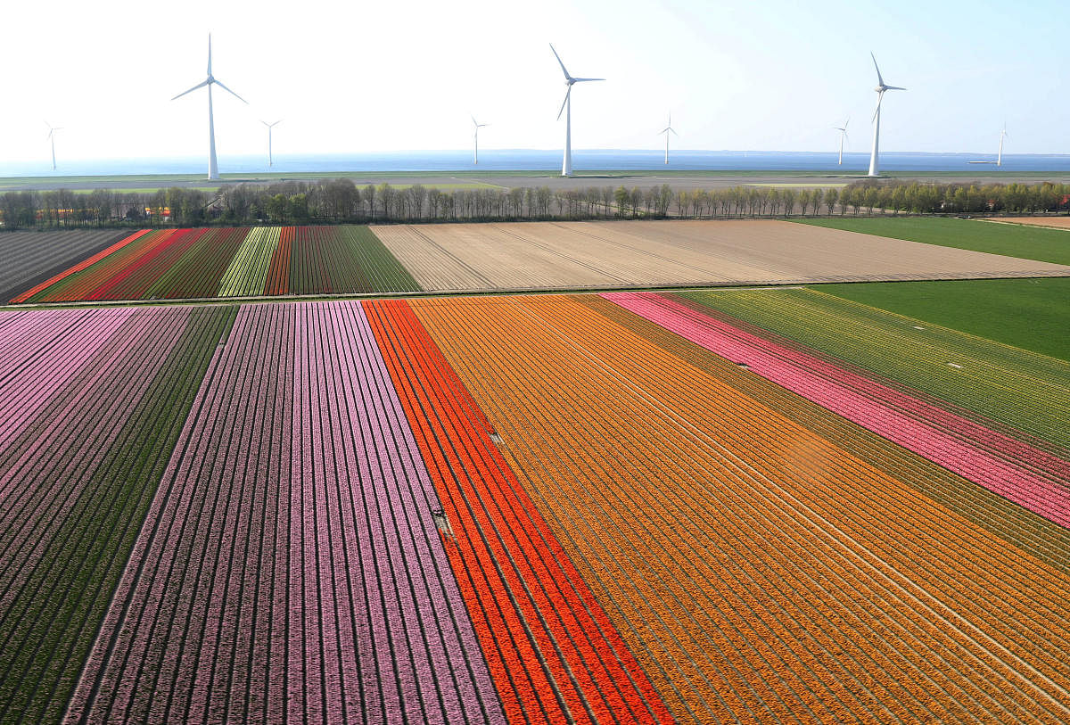 An aerial view of tulip fields near the city of Creil, Netherlands April 18, 2019. Picture taken April 18, 2019. REUTERS/Yves Herman?
