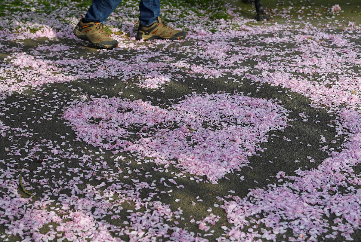 A man walks past cherry blossom formed into a heart shape in Greenwich in London, Britain, April 22, 2019. REUTERS/Toby Melville