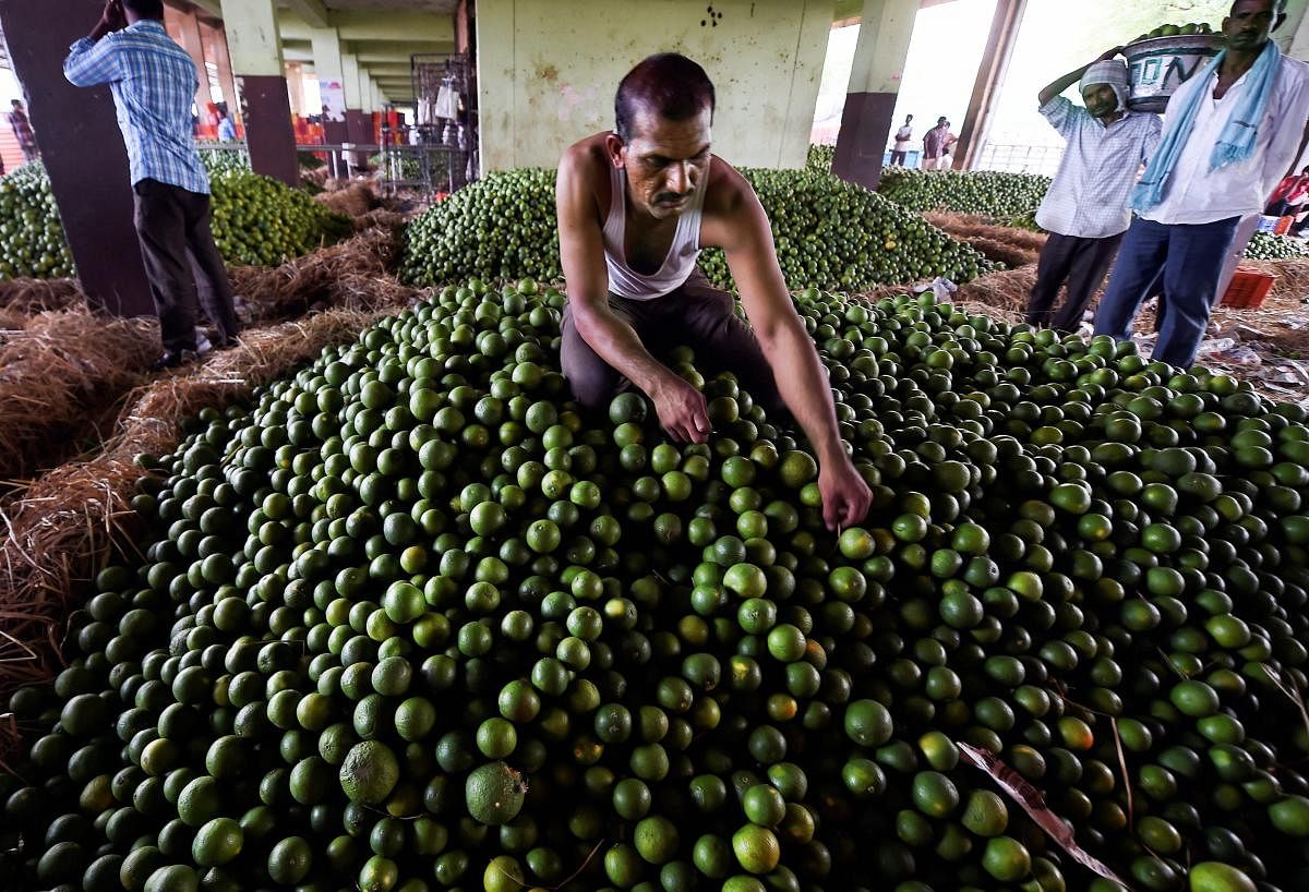 A labourer sorts a heap of Mosambi at Gaddiannaram fruit market in Hyderabad. (PTI Photo)