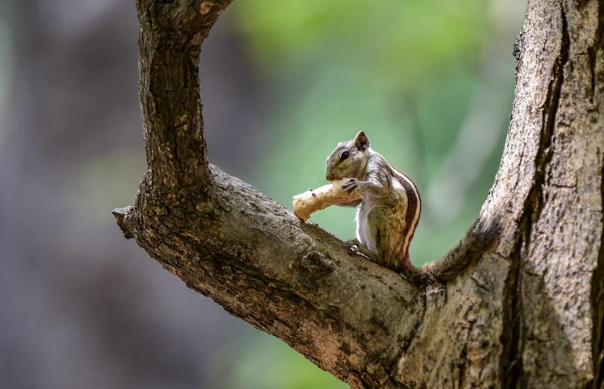 A squirrel eats a piece of bread at a tree, at Delhi Zoo in New Delhi. (PTI Photo)