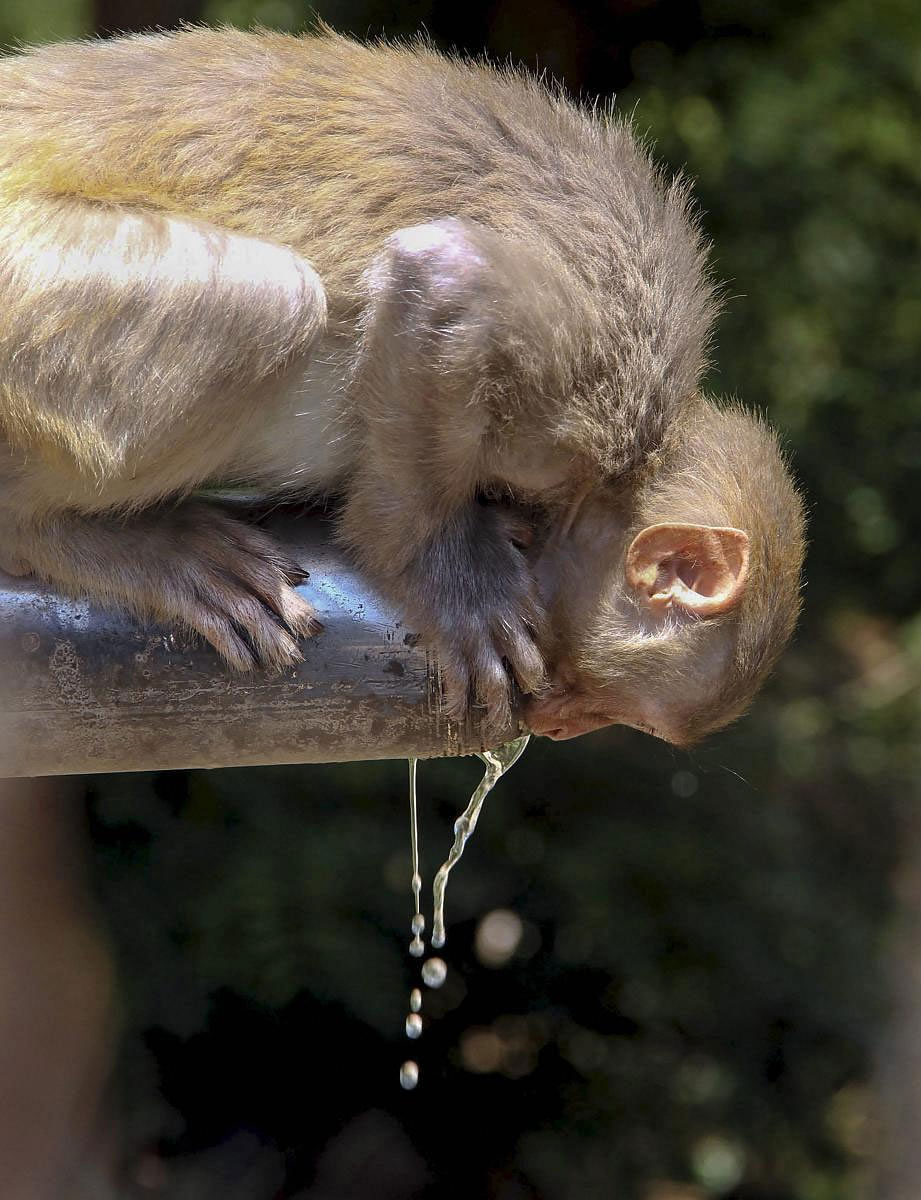 A monkey drinks water from a pipe on a hot, summer day, in Jammu, Tuesday, May 14, 2019. (PTI Photo)