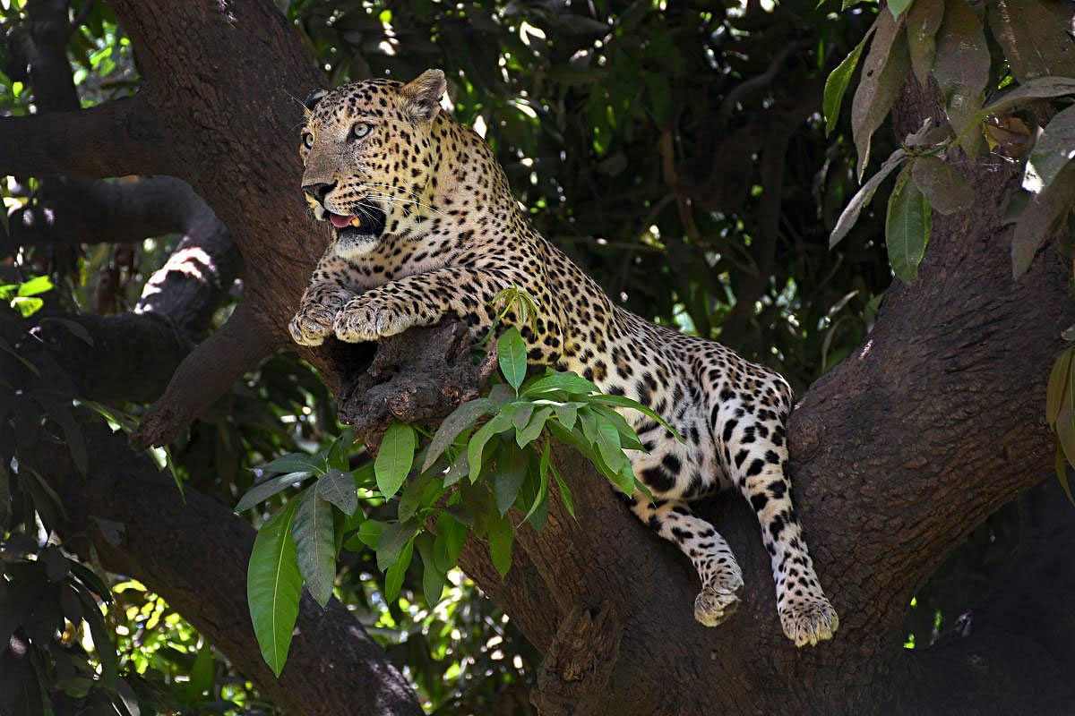 A leopord rests on a tree at the zoo in Surat, Wednesday, May 15, 2019. (PTI Photo)