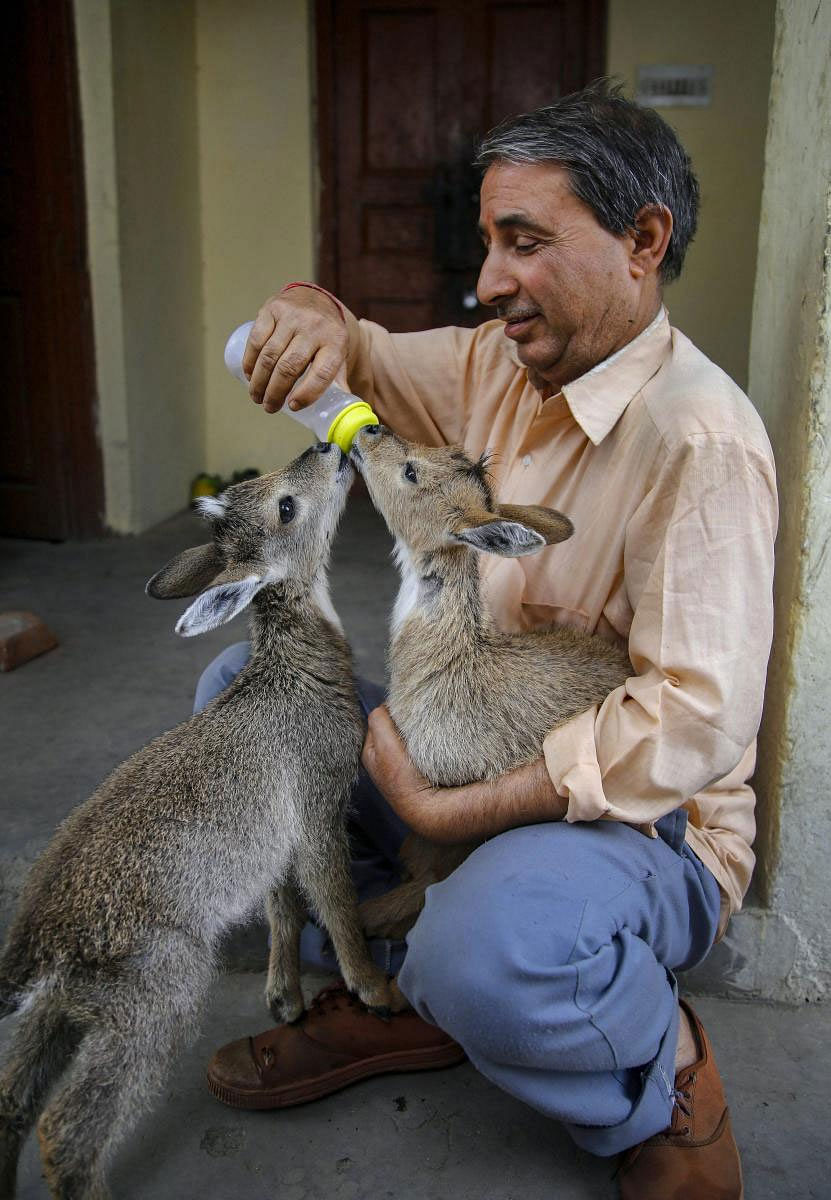 A wildlife employee feeds two female goral after they were recovered from Trikuta mountains, in Katra, Thursday, May 16, 2019. (PTI Photo)