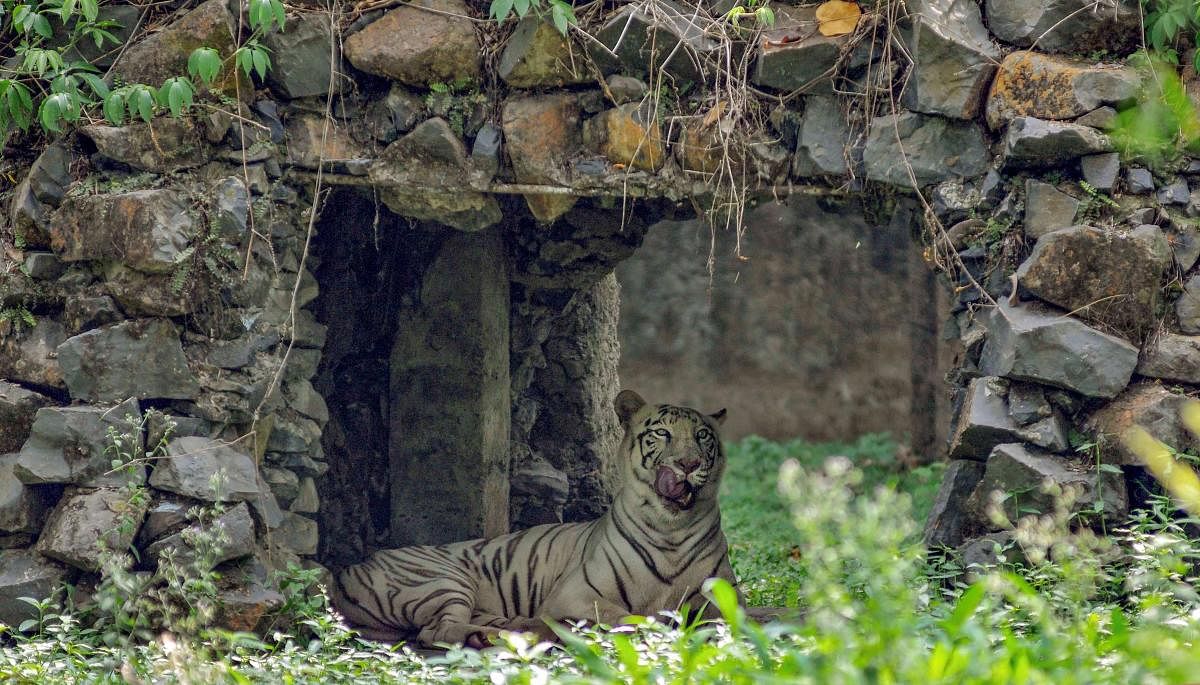 A White Tiger inside its enclosure, at Alipore Zoological Garden, in Kolkata. PTI Photo