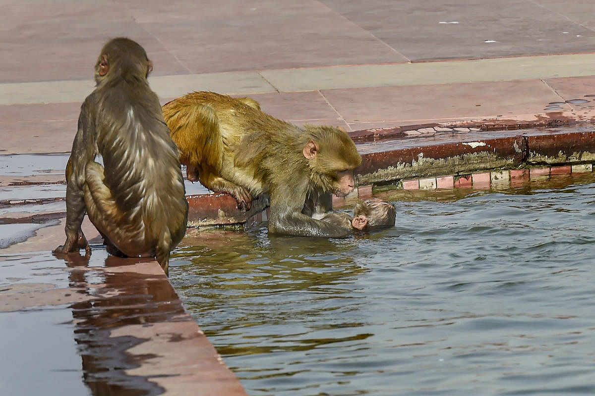 Monkeys cool-off at a pond at the South Block on a hot summer day in New Delhi. (PTI Photo)