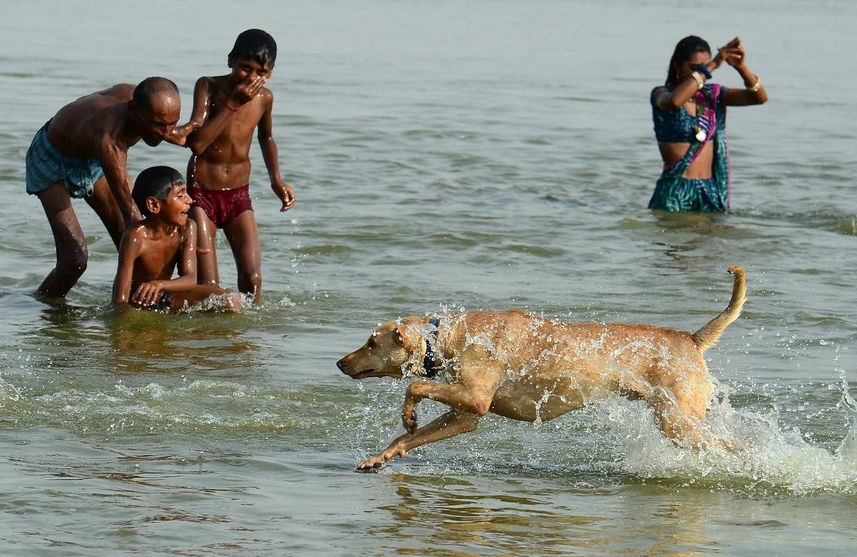 Indian Hindu devotees takes a dip while a dog runs past at Sangam, the confluence of the rivers Ganges and Yamuna and mythical Saraswati, during a hot day in Allahabad on June 11, 2019. (Photo by SANJAY KANOJIA / AFP)