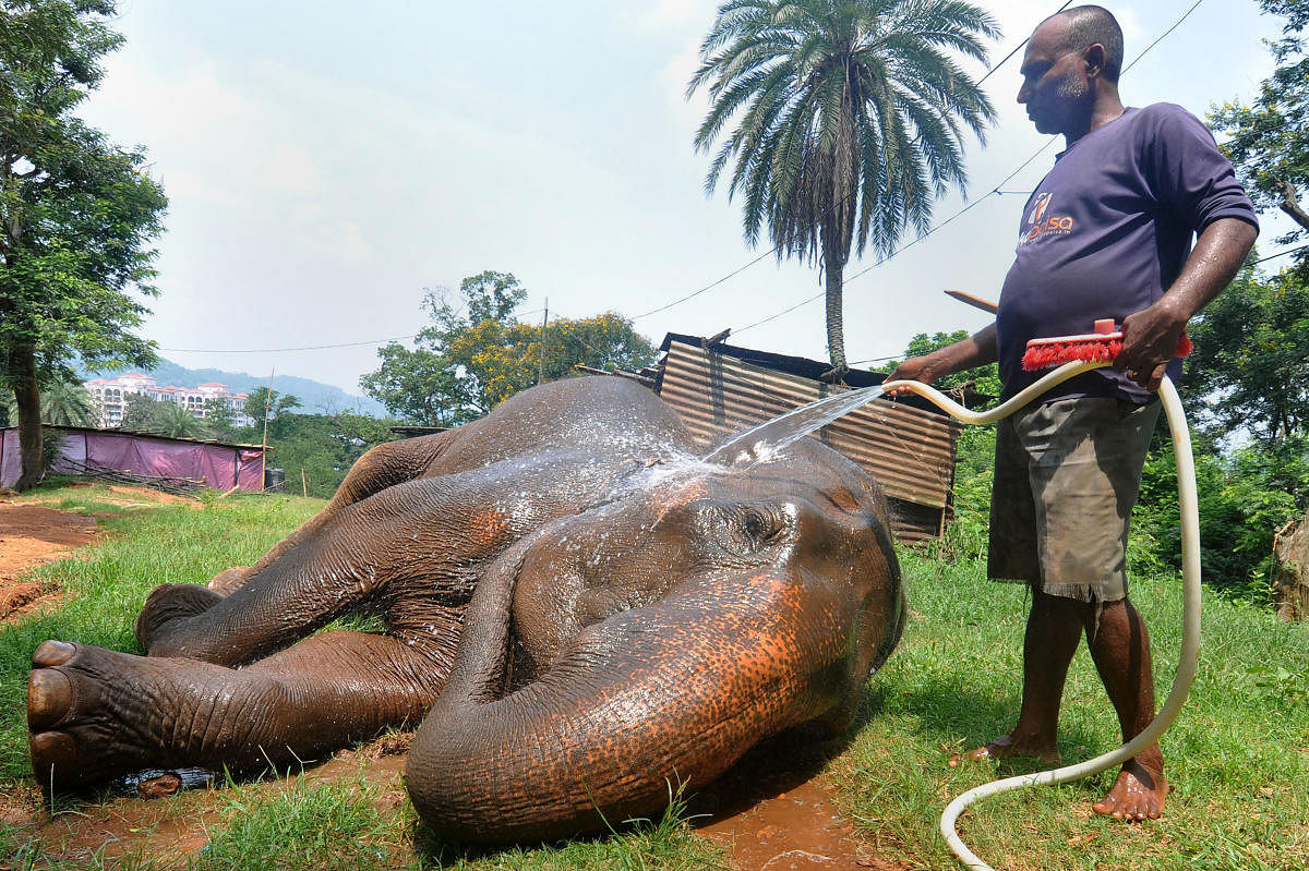 A zookeeper sprinkles water on an elephant on a hot summer afternoon, at a zoo in Guwahati, Wednesday, June 12, 2019. (PTI Photo)