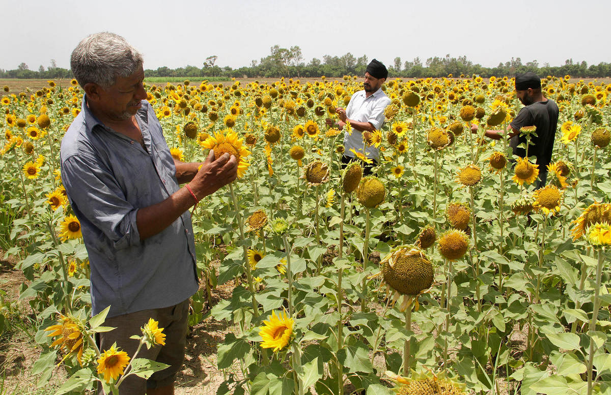 Farmers inspect a sunflower field on the outskirts of Jammu, Friday, June 14, 2019. PTI