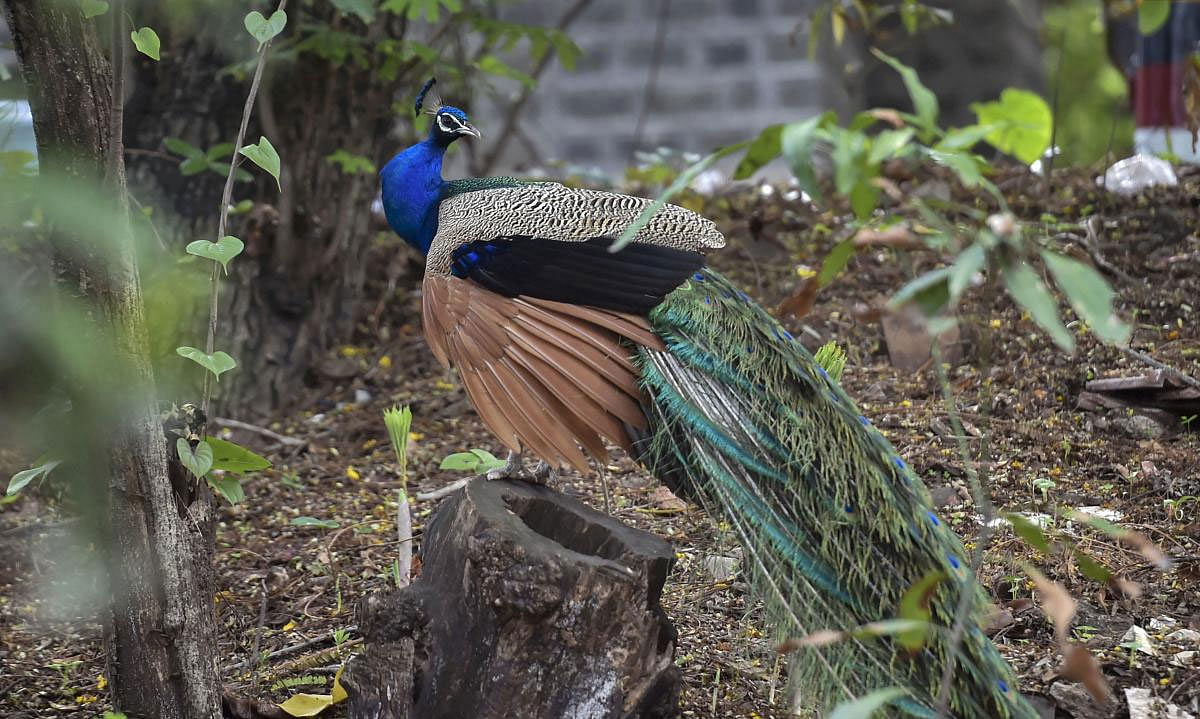 A peacock seen at Raj Bhavan, in Mumbai, Tuesday, June 25, 2019. (PTI Photo)