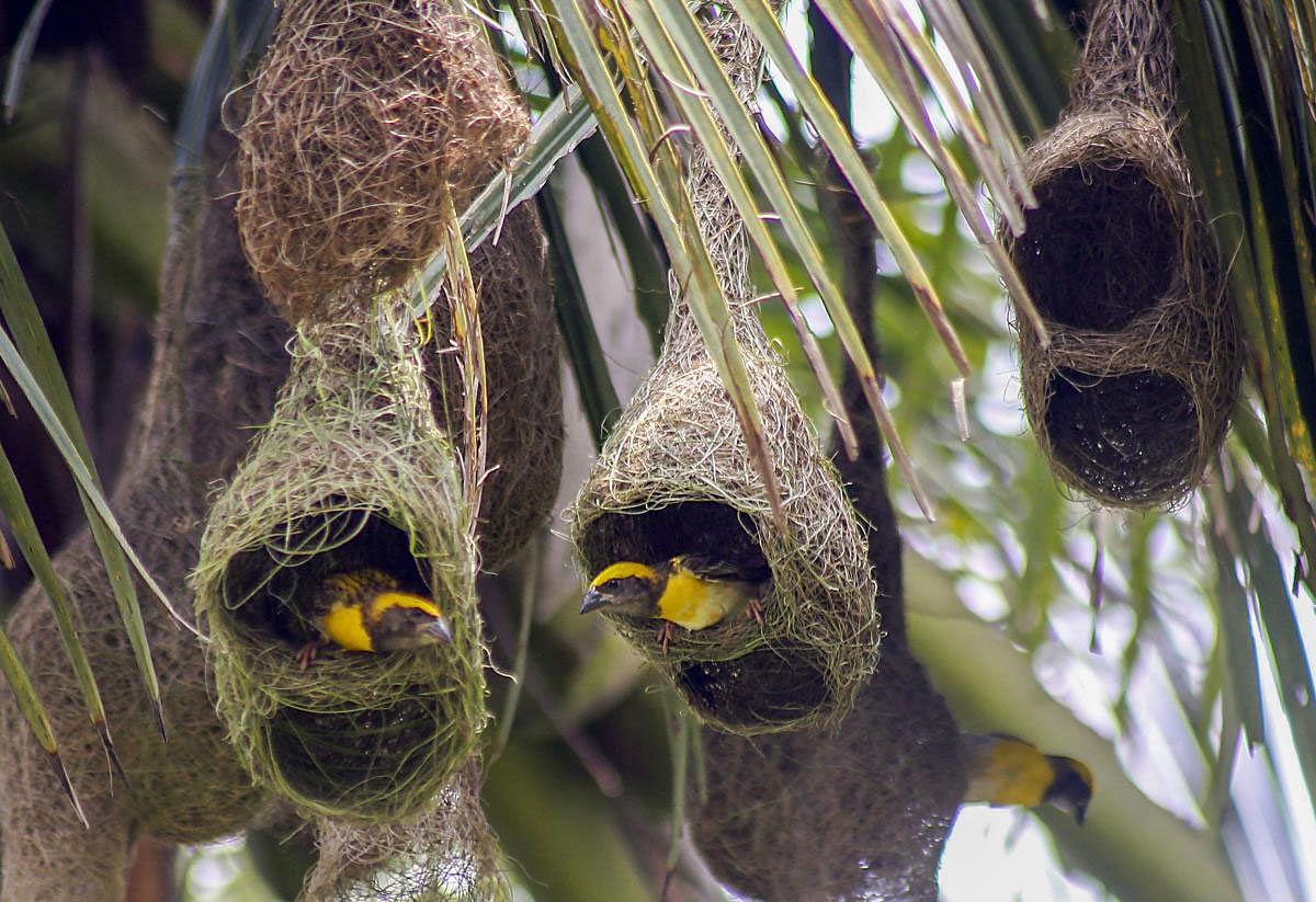 Weaver birds are seen in their nests hanging from a coconut tree, during the Monsoon season, at Kopri in Thane, Tuesday, June 25, 2019. (PTI Photo)