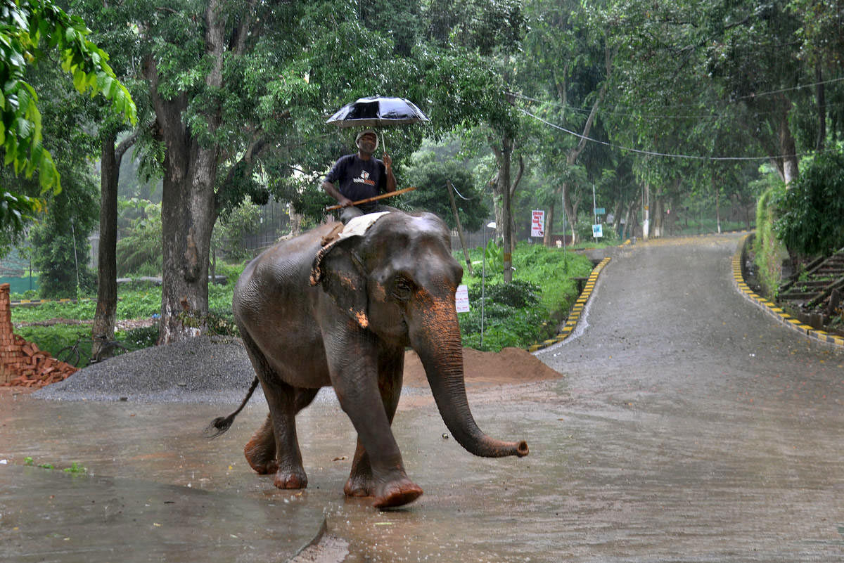 An elephant mahout holds an umbrella as he crosses a road during heavy rain, in Guwahati, Wednesday, June 26, 2019. (PTI Photo)