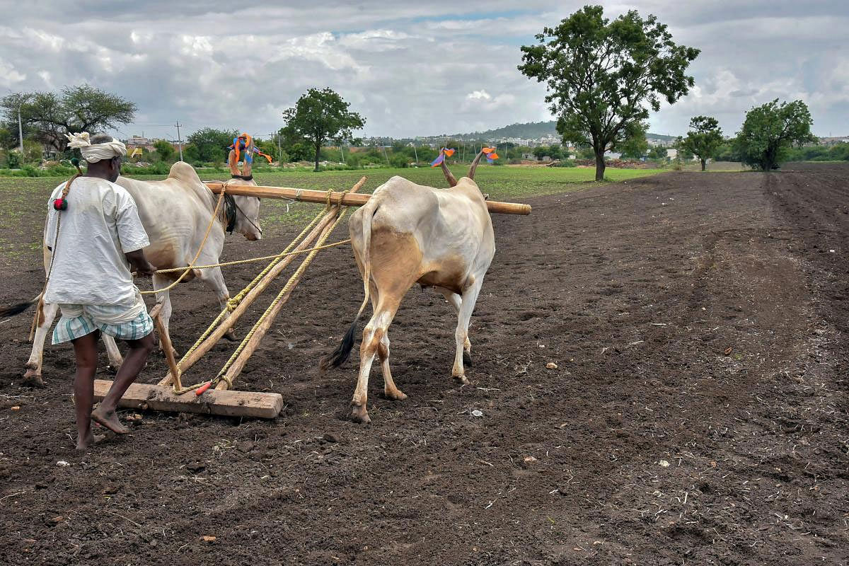 A farmer ploughs a field as he prepares his farm for sowing, in Hubli district, Karnataka, Wednesday, June 26, 2019. The south-west monsoon Tuesday covered all of Maharashtra Tuesday and has further advanced into some parts of south Gujarat and Madhya Pradesh, according to India Meteorological Department. (PTI Photo)