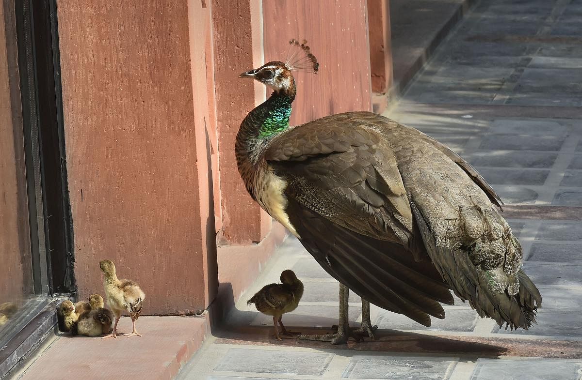 A peahen with its chicks at the Parliament House, in New Delhi. (PTI Photo)