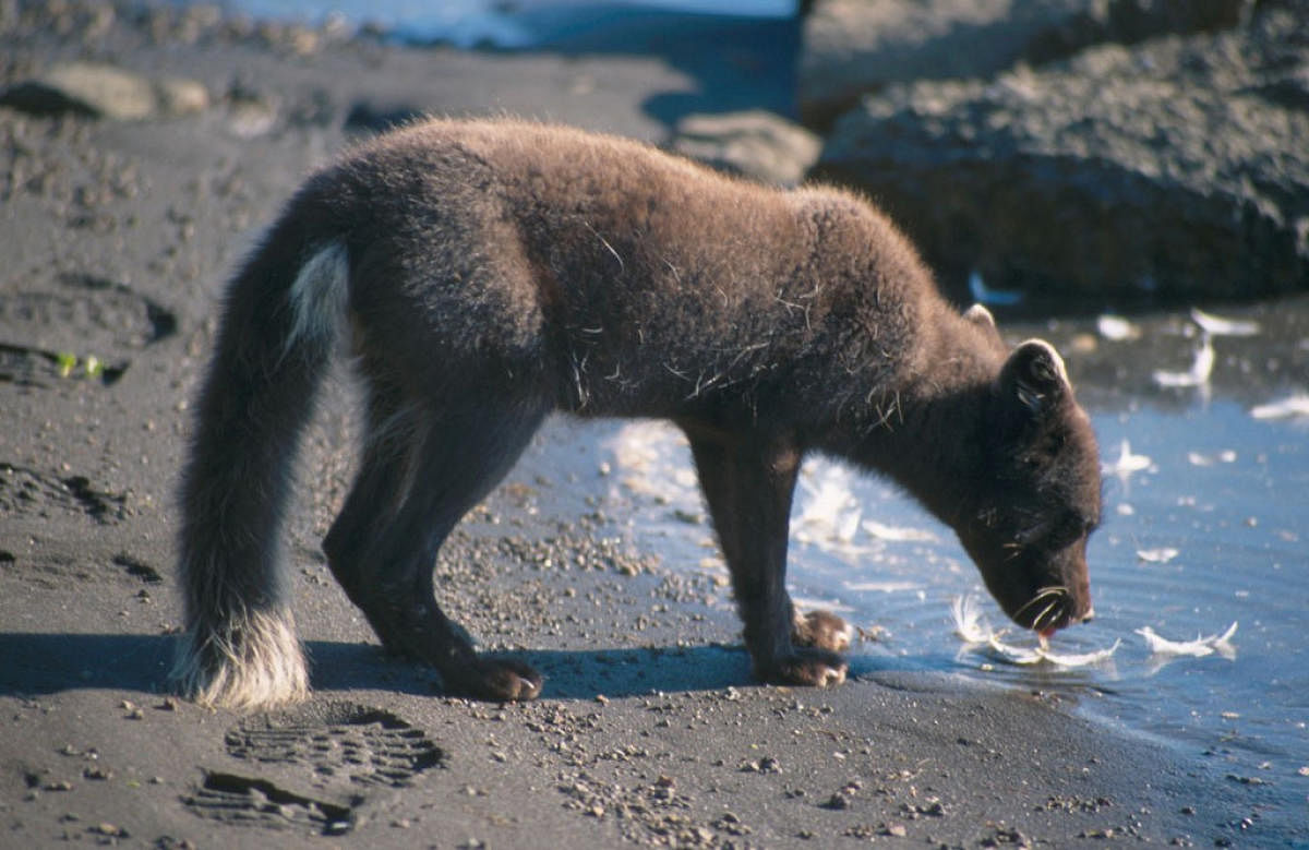 An arctic fox of the blue color morph drinks water on Ellesmere Island, Canada. (Reuters Photo)