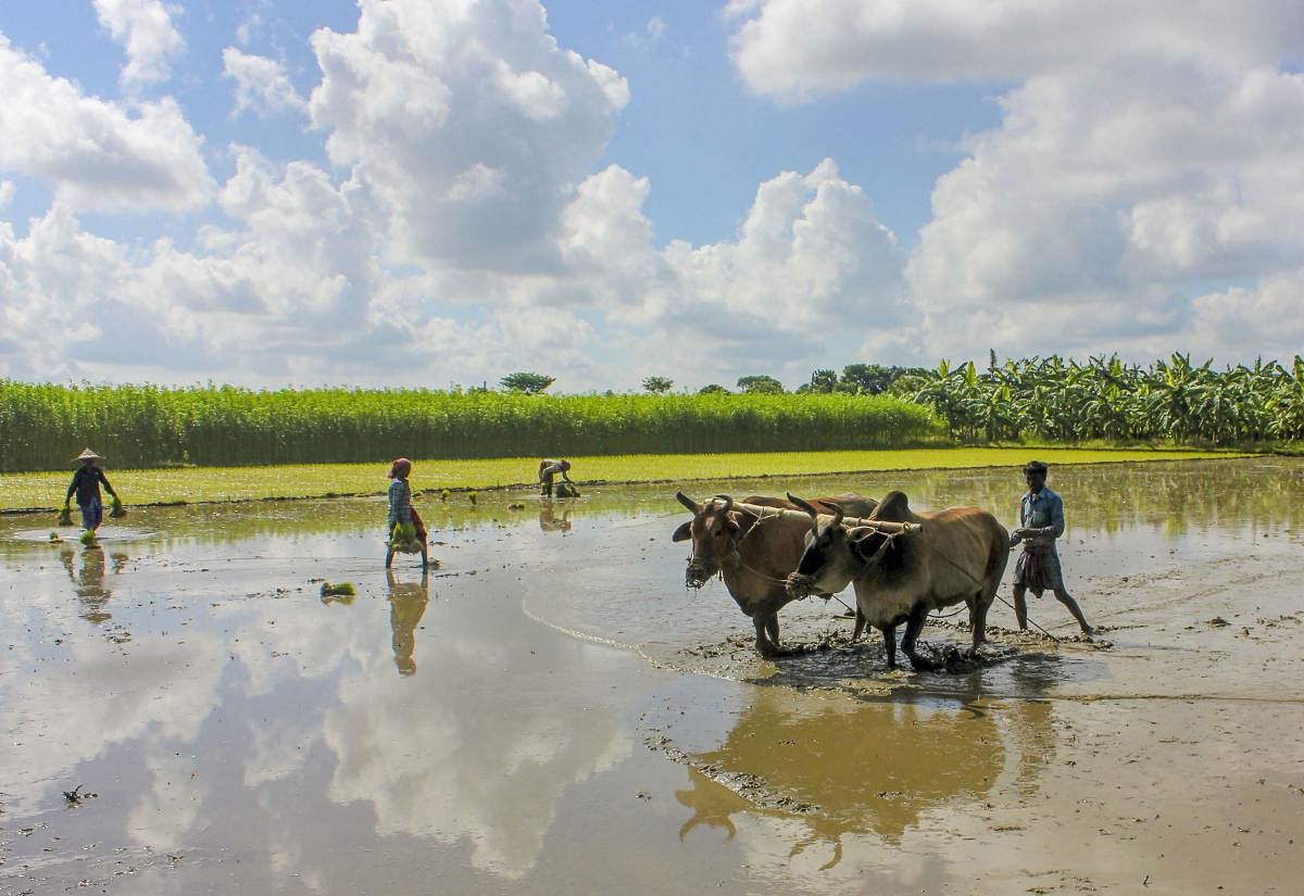 A farmer prepares his agricultural field for paddy cultivation in Nadia district. (PTI Photo)