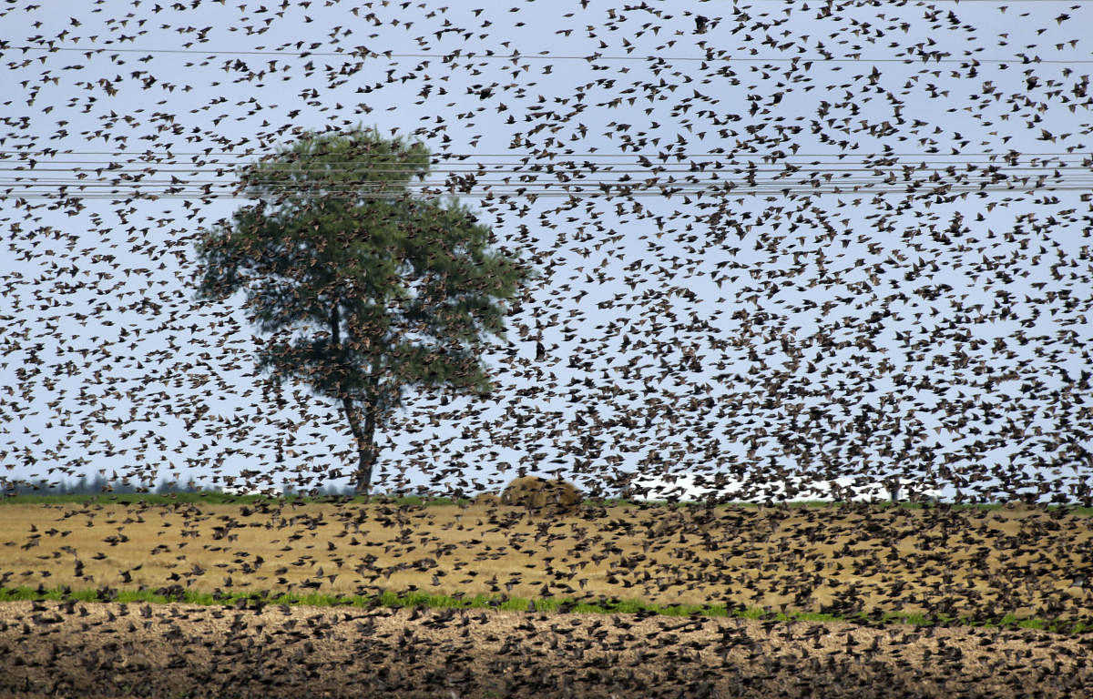 Minsk: A flock of European starlings massing in the sky in a field during a sunny summer day on the outskirts of Minsk, Belarus. (AP/PTI Photo)