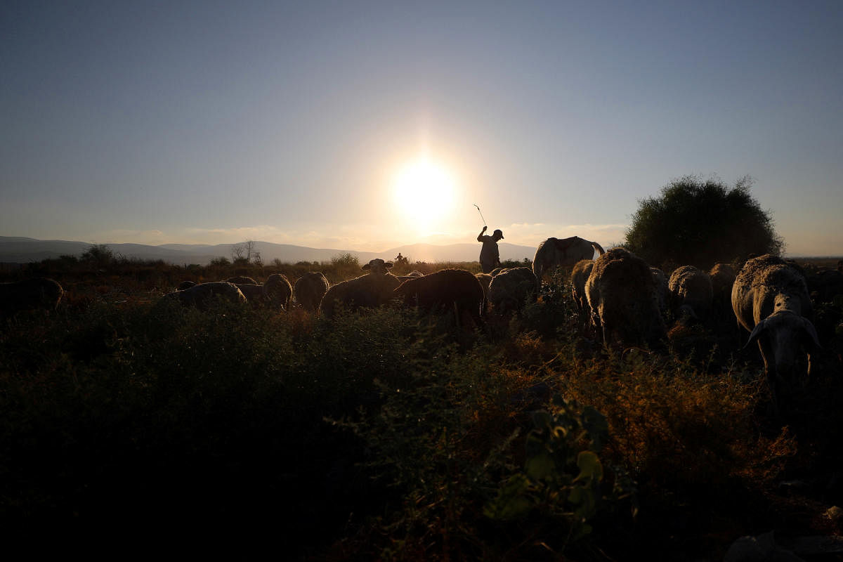 A Palestinian man herds cattle in Jordan Valley, the eastern-most part of the Israeli-occupied West Bank that borders Jordan. Reuters Photo