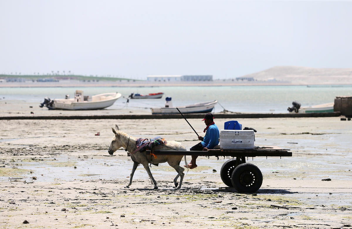 A fisherman uses his donkey to go to sea to catch fish after sea dried off due to land reclamation in Budaiya west of Manama, Bahrain. Reuters Photo