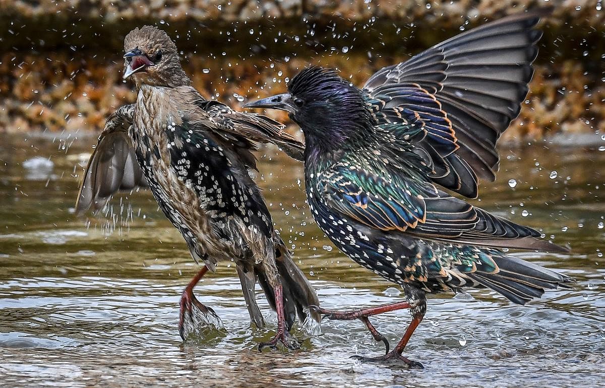 Two starlings play in a fountain at Moscow's Manezhnaya Square. Photo AFP