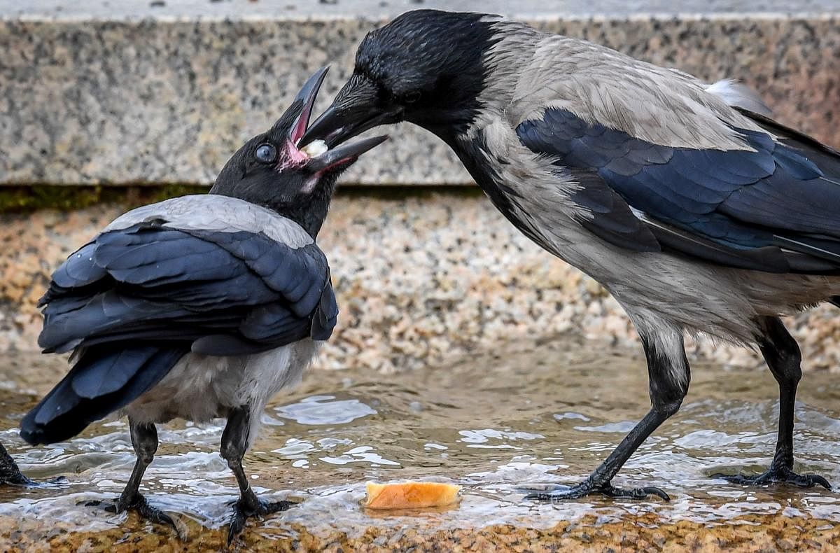 A crow feeds its chick by a fountain at Moscow's Manezhnaya Square. Photo AFP