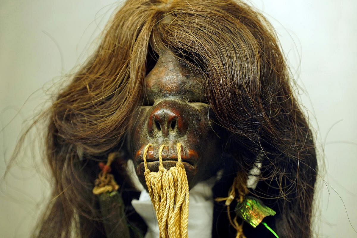 The shrunken head of an Amazon warrior, known locally as a