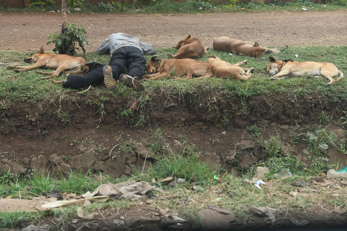 A pack of dogs rest next to their owner as he sleeps on a grass verge on the side of a dirt track on August 30, 2019, Dagoretti district, the in capital Nairobi (AFP Photo)