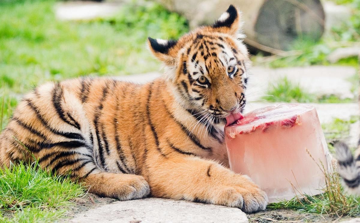 A young Siberian tiger licks an ice cake with pieces of meat at an enclosure on August 30, 2019 at the zoo in Hanover, northern Germany. (AFP Photo)