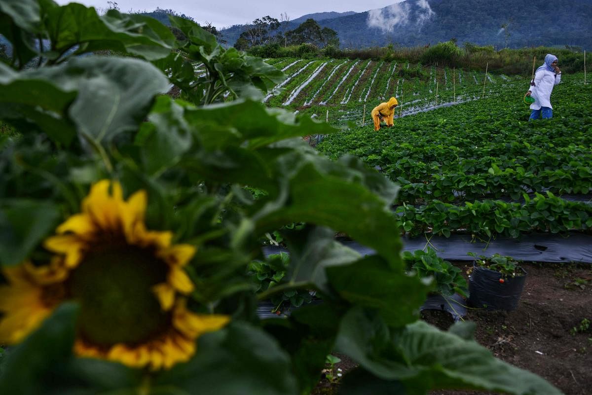 Tourists collect strawberry fruits in a highland farm in Bener Meriah, central Aceh province on September 1, 2019. (AFP Photo)