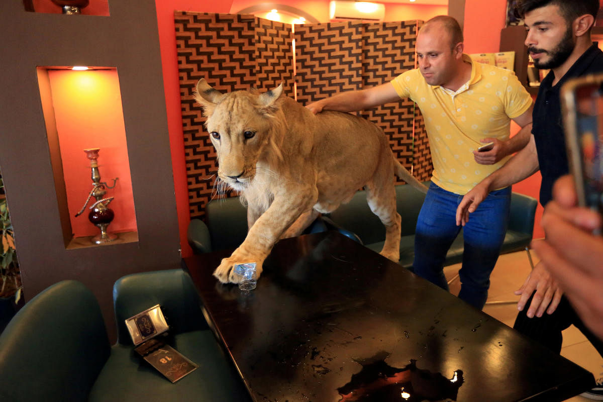A Kurdish man tries to pet and play with Leo, a 15-month old lion owned by Kurdish Sheikh Blend Mamoon, at a cafe in Duhok, Iraq (Reuters Photo)