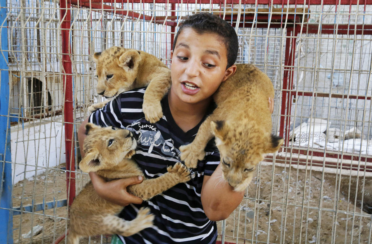 Palestinian child play with three lion cubs that were born few weeks ago in a zoo at southern Gaza Strip town of Rafah. International animal welfare groups have carried out several missions to evacuate animals and birds from dilapidated makeshift zoos after cold, neglect and conflicts led to the demise of some animals. AP/PTI