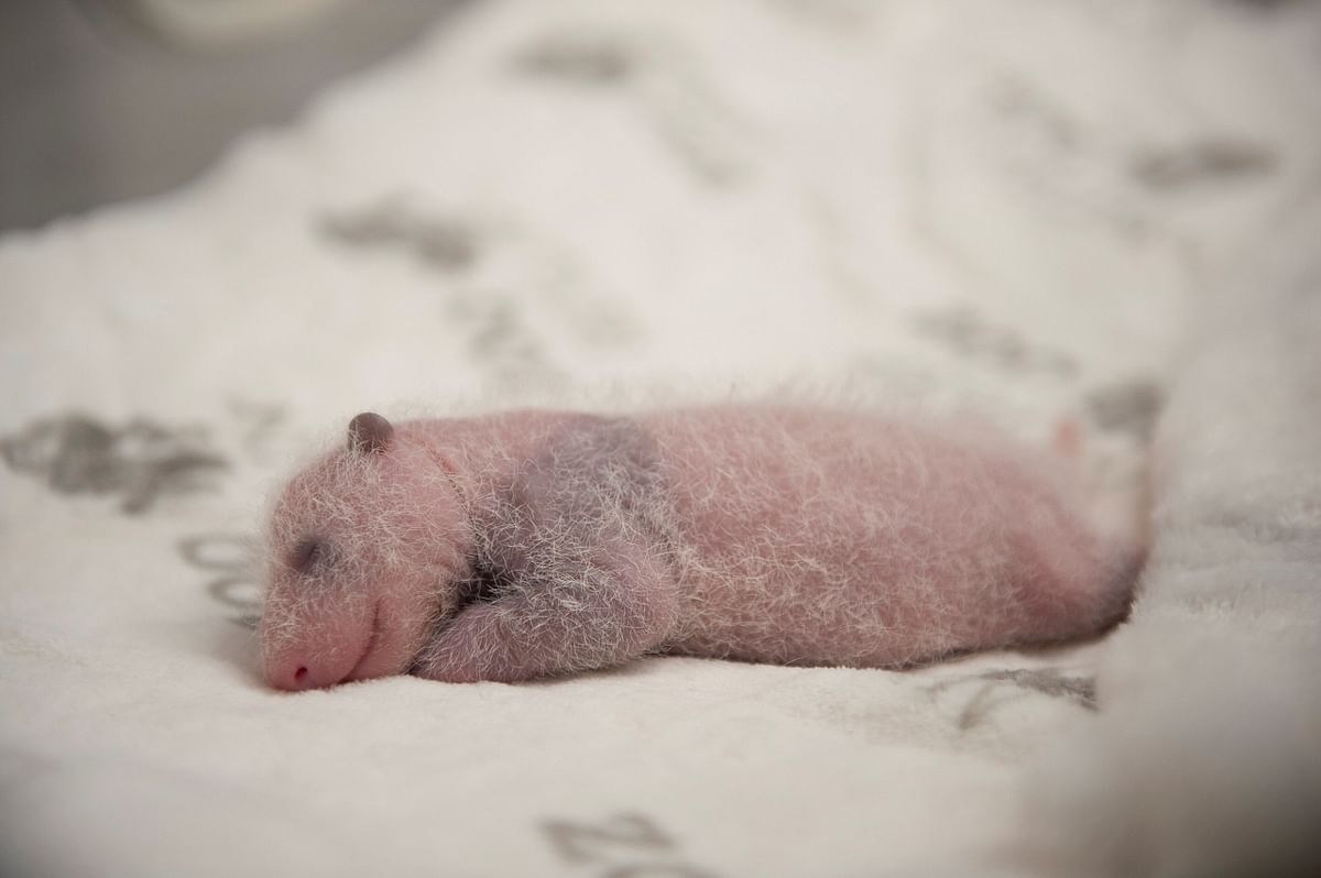 A handout photo shows one of the new born panda twins at Berlin Zoo, Berlin