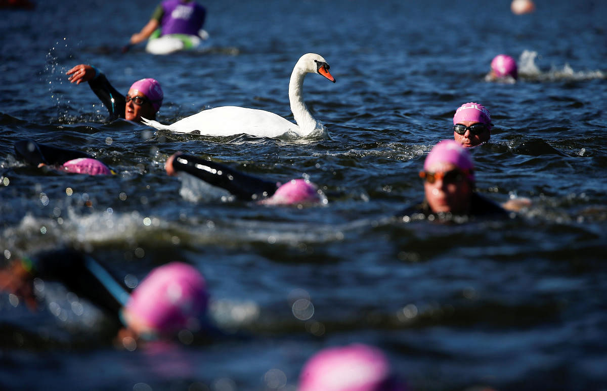 Swimmers take part in the 'Swim Serpentine' event in central London. (Reuters Photo)