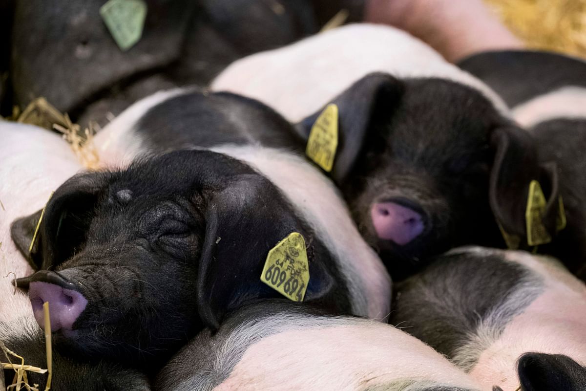 Recruiting new breeders, monitoring the genetic heritage of the animals: there are still many challenges to ensure the survival of the Basque pig, which almost disappeared a few decades ago in favour of more productive breeds. (AFP Photo)