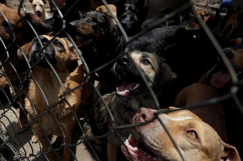 A view shows dogs behind a fence at San Gregorio animal shelter which is promoting pet adoptions as a way of making quarantine more bearable, while the spread of the coronavirus disease (COVID-19) continues. (Reuters Photo)