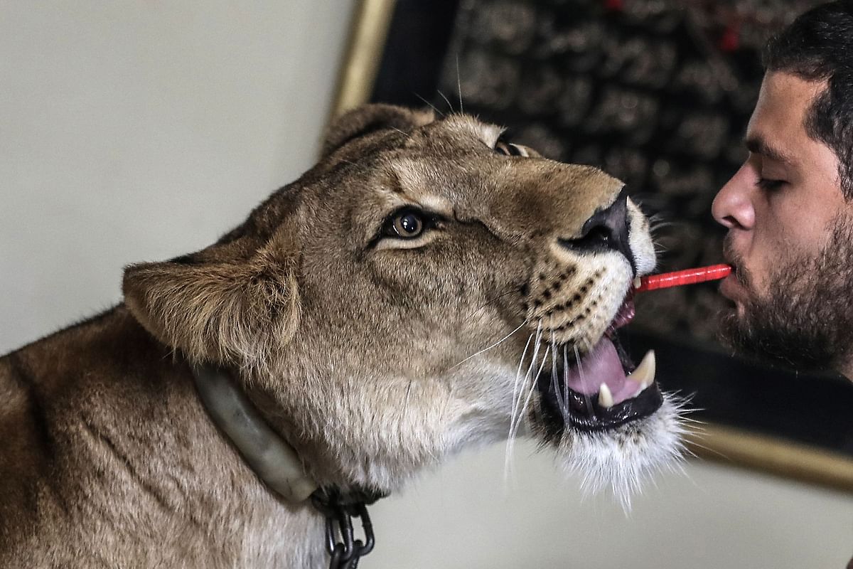 Ahsraf el-Helw, a big cat trainer, feeds Joumana, a 5-year-old African lioness, at his home in the Egyptian capital Cairo. (AFP photo)