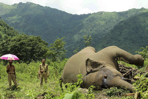 Forest officials stand near the carcass of a wild elephant that  was found in Rohini, about 30 kilometers (about 19 miles) north of  Siliguri, India, Tuesday, July 23, 2013. According to forest officials  the elephant died following a clash with anot...