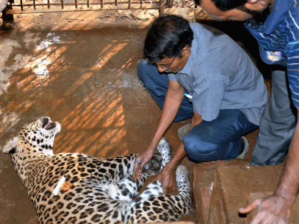  Assam state zoo officials carry a sedated leopard after it wandered into the office of the NF Railway Headquarters, Maligaon in Guwahati on Friday.  PTI Photo.