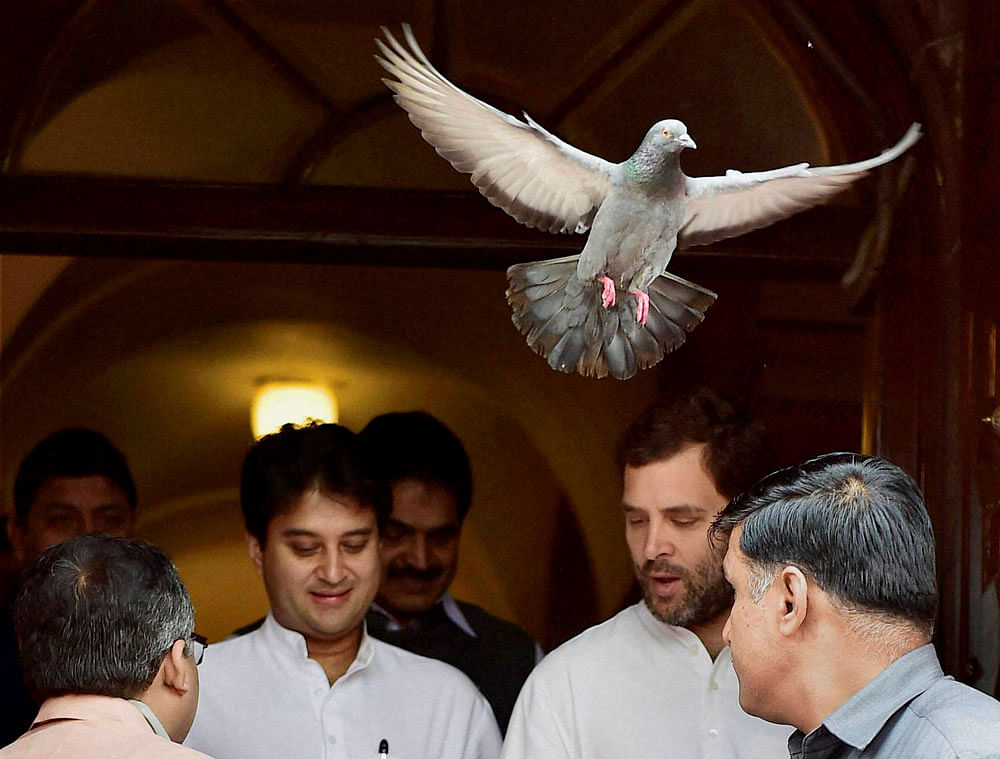 Congress vice president Rahul Gandhi with party leader Jyotiraditya Scindia at Parliament House during the ongoing budget session in New Delhi on Monday. A pigeon flys over their head. PTI Photo by Kamal Kishore
