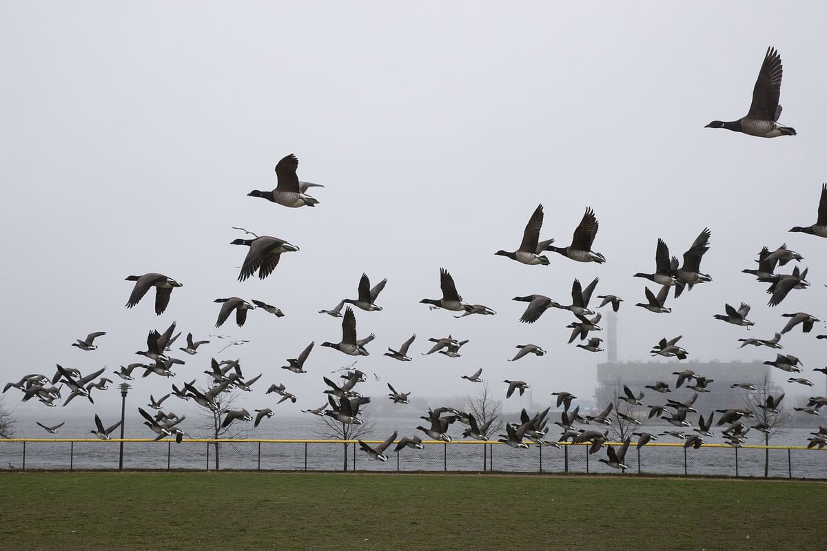 Mallards are seen during the outbreak of the coronavirus disease (COVID-19) at Randall's Island Park in New York, US. (Credit: Reuters Photo)