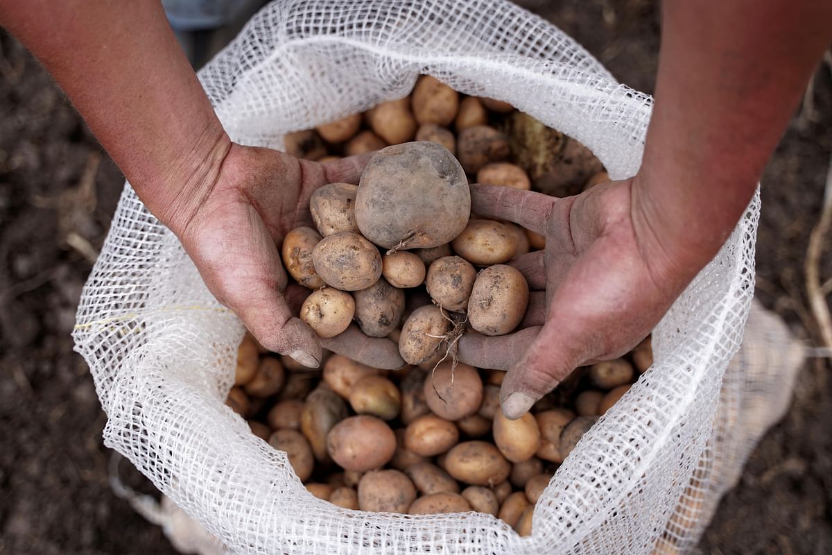 A farmer shows potatoes recently harvested to meet the food needs of Colombians during the outbreak of coronavirus disease (COVID-19), in Genesiano, Colombia. (Credit: Reuters Photo)