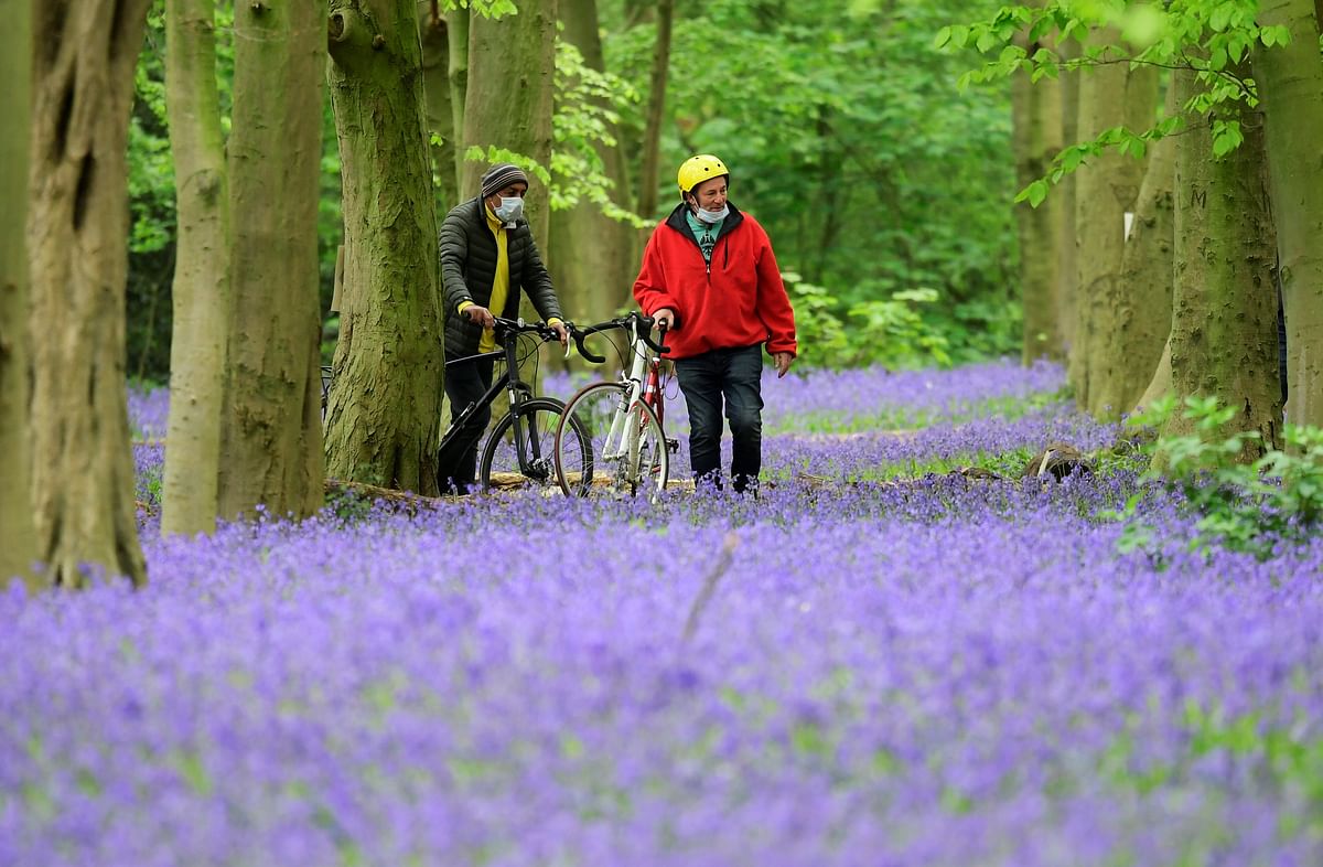 Two people wearing protective face masks walking between bluebells in Epping Forest, Wanstead as the spread of the coronavirus disease (COVID-19) continues, London. (Reuters Photo)