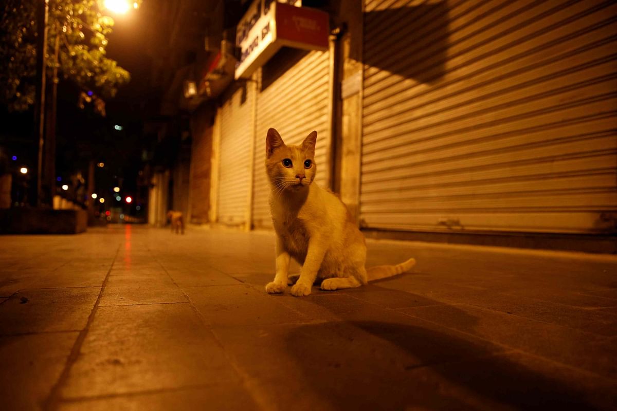 A street cat lingers next to closed shops during the coronavirus disease (COVID-19) spread prevention curfew, in downtown Amman, Jordan (Credit: Reuters)