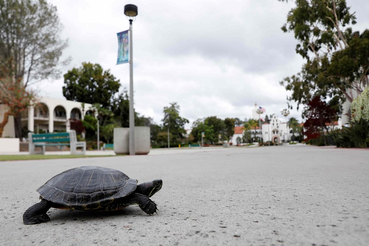 A turtle makes its way across the empty campus of San Diego State University during the outbreak of the coronavirus disease. (Credit: Reuters)