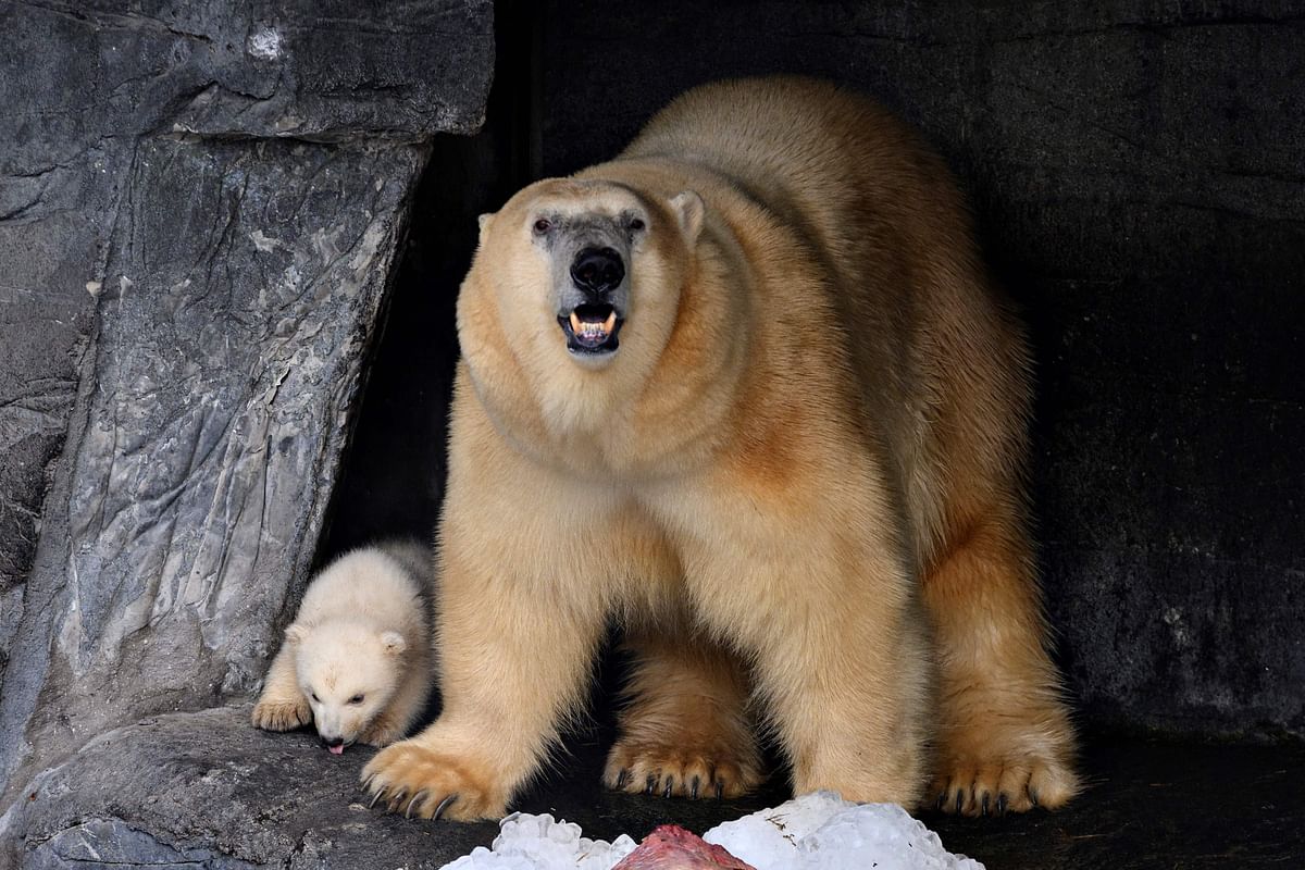 A polar bear cub and its mother are seen in their enclosure at the zoo in Copenhagen. (AFP Photo)