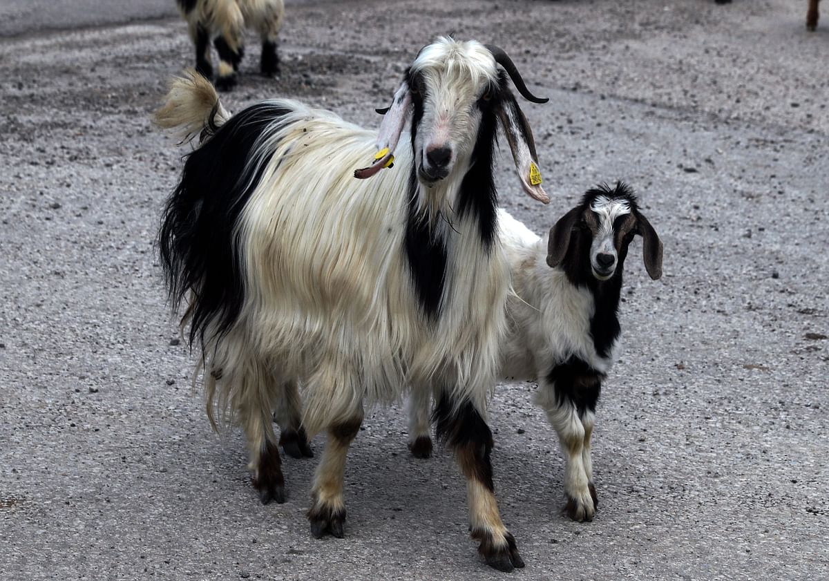 A goat and her kid walk on a road looking for grazing ground in Karatas, 17 km from the Çankaya district of Ankara. (AFP Photo)