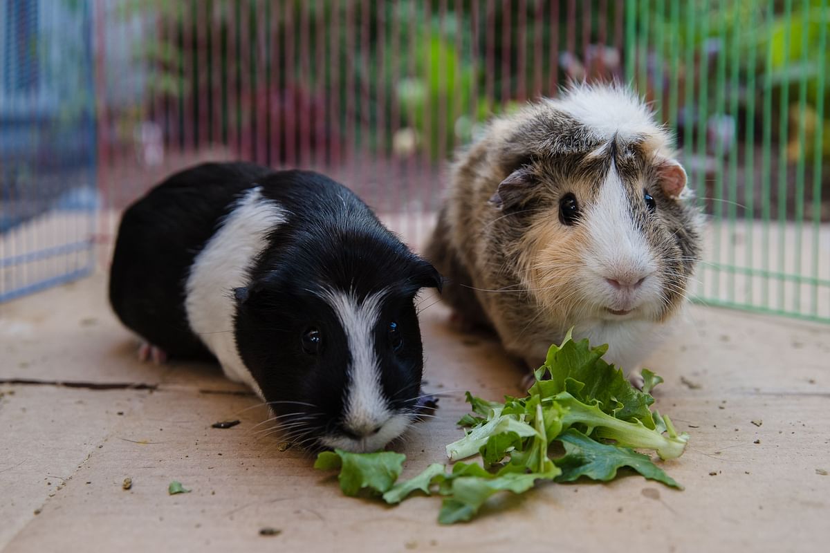 Emi (L) and Ally (R) eat lettuce while they are having floor time in San Diego, California. (AFP Photo)